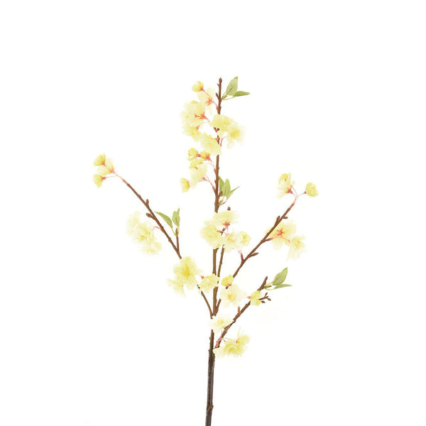 YELLOW PEACH BLOSSOM